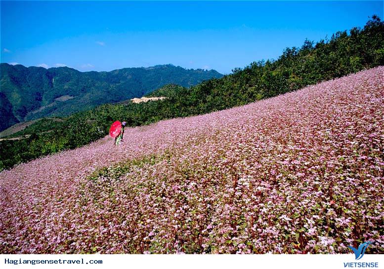 Lễ hội hoa tam giác mạch - Ảnh 2