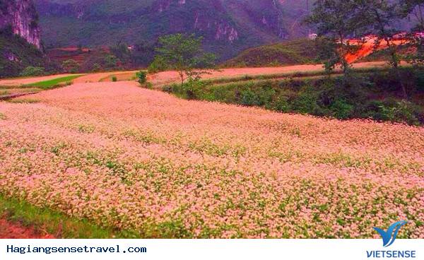 Lễ hội hoa tam giác mạch - Ảnh 1