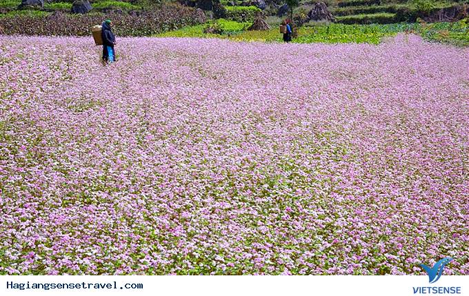 Lễ hội hoa tam giác mạch - Ảnh 3