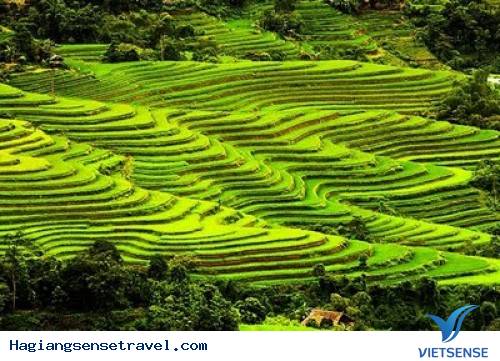 Lễ Hội Ruộng Bậc Thang Hoàng Su Phi Rực Rỡ Mùa Lúa Chín - Ảnh 3 Lễ Hội Ruộng Bậc Thang Hoàng Su Phi Rực Rỡ Mùa Lúa Chín - Ảnh 3