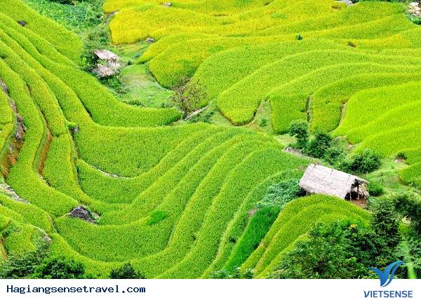 Lễ Hội Ruộng Bậc Thang Hoàng Su Phi Rực Rỡ Mùa Lúa Chín - Ảnh 2 Lễ Hội Ruộng Bậc Thang Hoàng Su Phi Rực Rỡ Mùa Lúa Chín - Ảnh 2