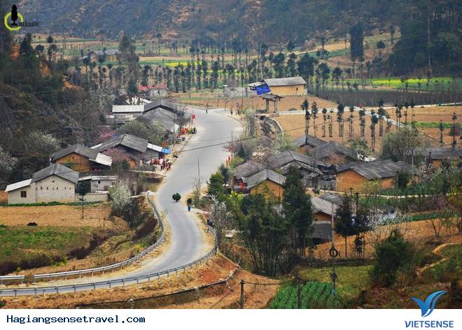 Lên Hà Giang Ngắm Cây Sa Mộc Giữa Cao Nguyên Đá Đồng Văn - Ảnh 6