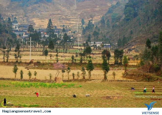 Lên Hà Giang Ngắm Cây Sa Mộc Giữa Cao Nguyên Đá Đồng Văn - Ảnh 5