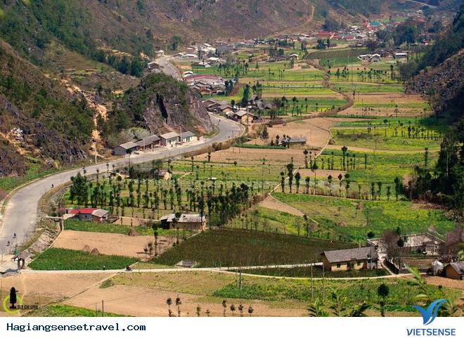 Lên Hà Giang Ngắm Cây Sa Mộc Giữa Cao Nguyên Đá Đồng Văn - Ảnh 4