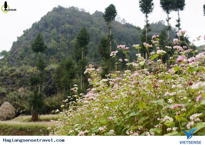 Lên Hà Giang Ngắm Cây Sa Mộc Giữa Cao Nguyên Đá Đồng Văn - Ảnh 8