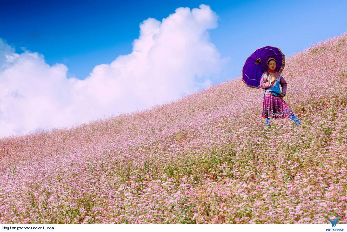 Mê mẩn với những cánh đồng hoa tam giác mạch tại Hà Giang - Ảnh 2