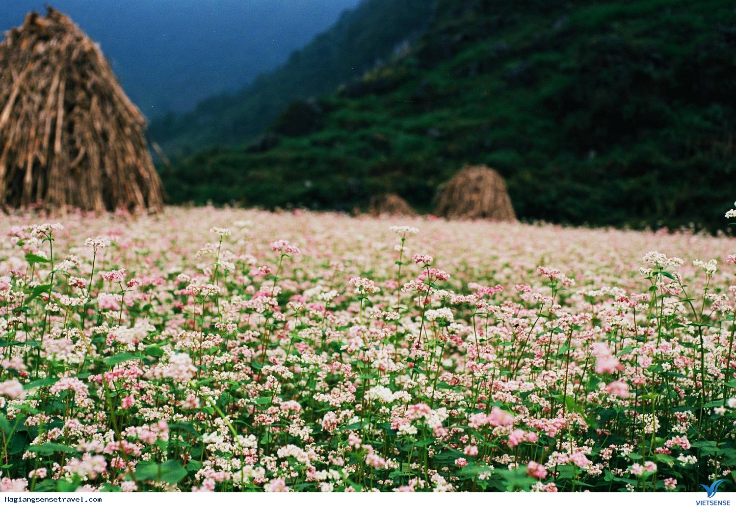 Mê mẩn với những cánh đồng hoa tam giác mạch tại Hà Giang - Ảnh 4