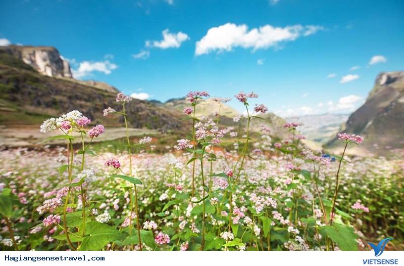Miền Đá Hà Giang Chào Đón khách thăm quan Đến Với Mùa Hoa Tam Giác Mạch - Ảnh 4 Miền Đá Hà Giang Chào Đón khách thăm quan Đến Với Mùa Hoa Tam Giác Mạch - Ảnh 4