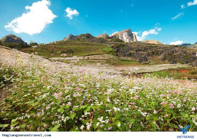 Miền Đá Hà Giang Chào Đón khách thăm quan Đến Với Mùa Hoa Tam Giác Mạch - Ảnh 2 Miền Đá Hà Giang Chào Đón khách thăm quan Đến Với Mùa Hoa Tam Giác Mạch - Ảnh 2