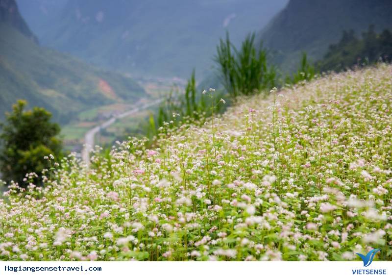 Miền Đá Hà Giang Chào Đón khách thăm quan Đến Với Mùa Hoa Tam Giác Mạch - Ảnh 3 Miền Đá Hà Giang Chào Đón khách thăm quan Đến Với Mùa Hoa Tam Giác Mạch - Ảnh 3