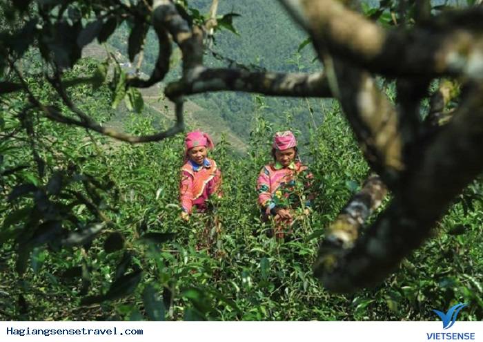 Khám phá đồi chè Tuyết San cổ thụ - Ảnh 1