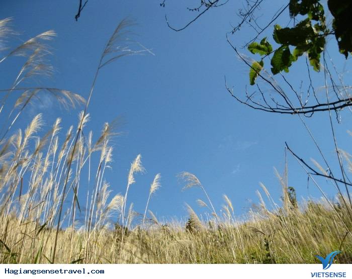 Cánh rừng nguyên sinh đại ngàn - Ảnh 2