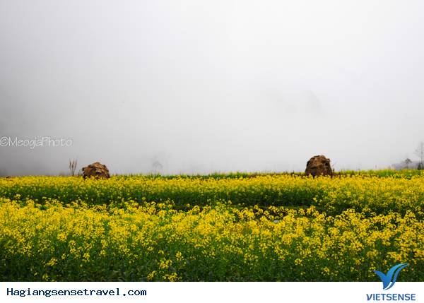 Mùa Hoa Cải Phố Cáo - Ảnh 7
