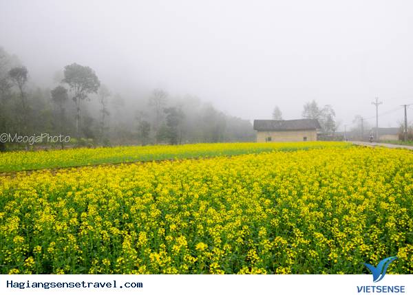 Mùa Hoa Cải Phố Cáo - Ảnh 9