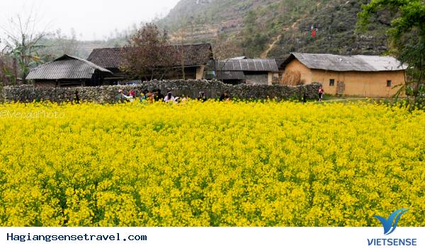 Mùa Hoa Cải Phố Cáo - Ảnh 16