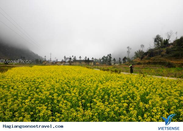 Mùa Hoa Cải Phố Cáo - Ảnh 17