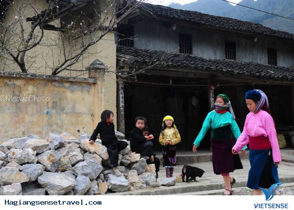 Mùa Hoa Cải Phố Cáo - Ảnh 6