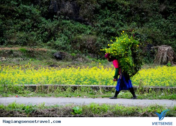 Mùa Hoa Cải Phố Cáo - Ảnh 18