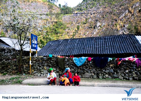 Mùa Hoa Cải Phố Cáo - Ảnh 1