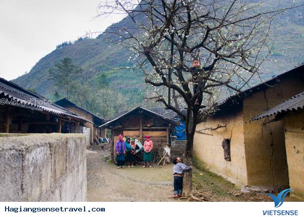 Mùa Hoa Cải Phố Cáo - Ảnh 2