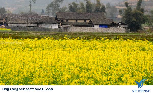 Mùa Hoa Cải Phố Cáo - Ảnh 14