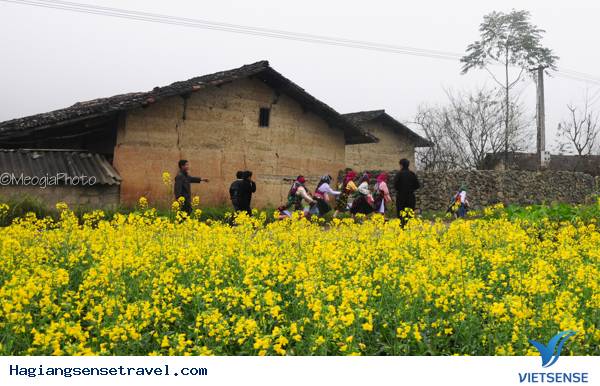 Mùa Hoa Cải Phố Cáo - Ảnh 12