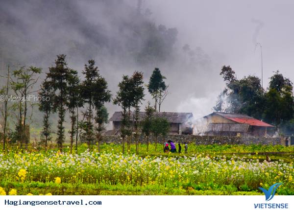 Mùa Hoa Cải Phố Cáo - Ảnh 8