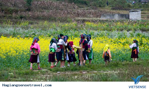 Mùa Hoa Cải Phố Cáo - Ảnh 11