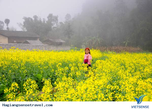 Mùa Hoa Cải Phố Cáo - Ảnh 10