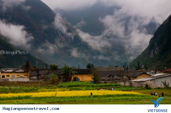 Mùa Hoa Cải Phố Cáo - Ảnh 4