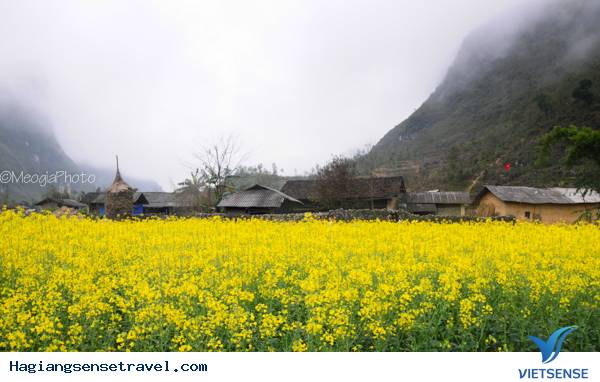 Mùa Hoa Cải Phố Cáo - Ảnh 15