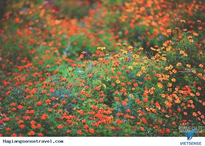 Mùa Hoa Cúc Dại Hà Giang Nét Riêng Mùa Thu Vùng Cao Nguyên Đá - Ảnh 3