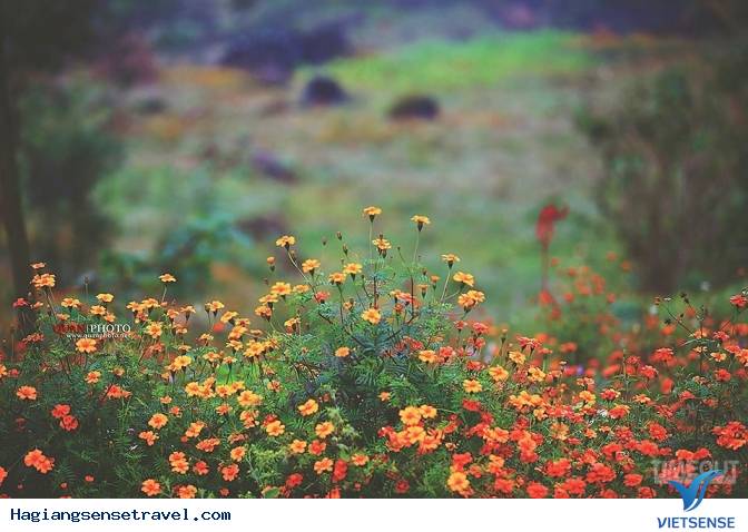 Mùa Hoa Cúc Dại Hà Giang Nét Riêng Mùa Thu Vùng Cao Nguyên Đá - Ảnh 1