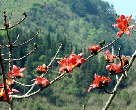 Mùa Hoa Gạo Trên Cao Nguyên Đá - Ảnh 1 Mùa Hoa Gạo Trên Cao Nguyên Đá - Ảnh 1