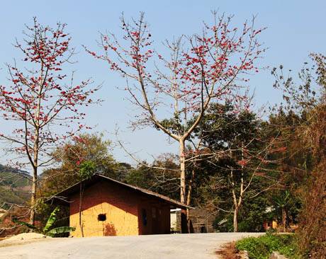 Mùa Hoa Gạo Trên Cao Nguyên Đá - Ảnh 2 Mùa Hoa Gạo Trên Cao Nguyên Đá - Ảnh 2