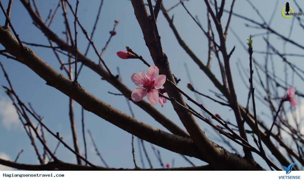 Mùa Xuân Đã Về Trên Cao Nguyên Hà Giang - Ảnh 8 Mùa Xuân Đã Về Trên Cao Nguyên Hà Giang - Ảnh 8