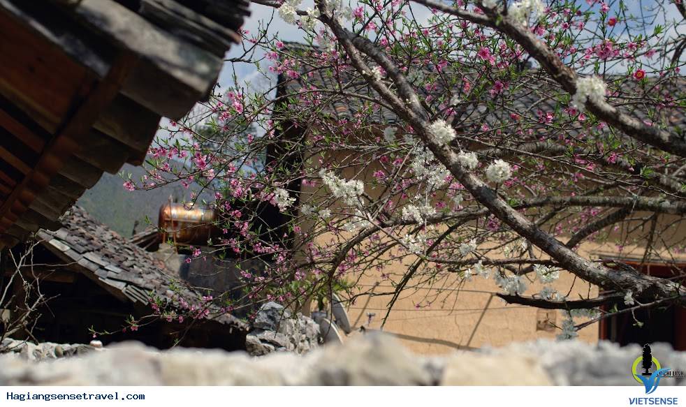 Mùa Xuân Đã Về Trên Cao Nguyên Hà Giang - Ảnh 6 Mùa Xuân Đã Về Trên Cao Nguyên Hà Giang - Ảnh 6