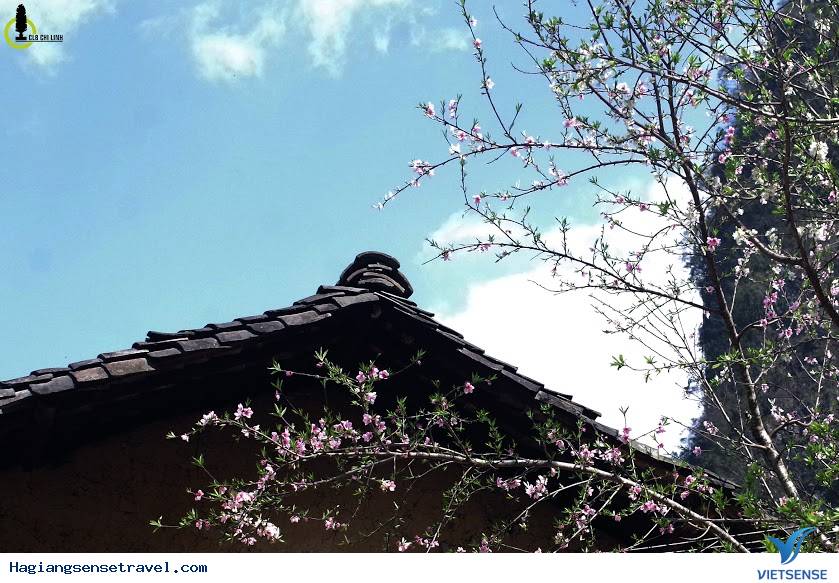 Mùa Xuân Đã Về Trên Cao Nguyên Hà Giang - Ảnh 3 Mùa Xuân Đã Về Trên Cao Nguyên Hà Giang - Ảnh 3