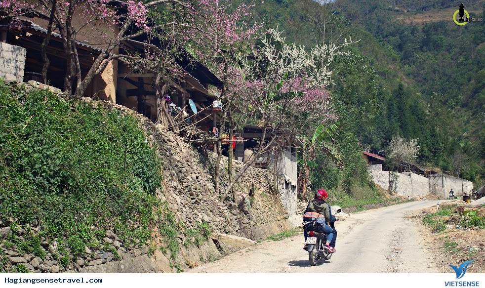 Mùa Xuân Đã Về Trên Cao Nguyên Hà Giang - Ảnh 5 Mùa Xuân Đã Về Trên Cao Nguyên Hà Giang - Ảnh 5