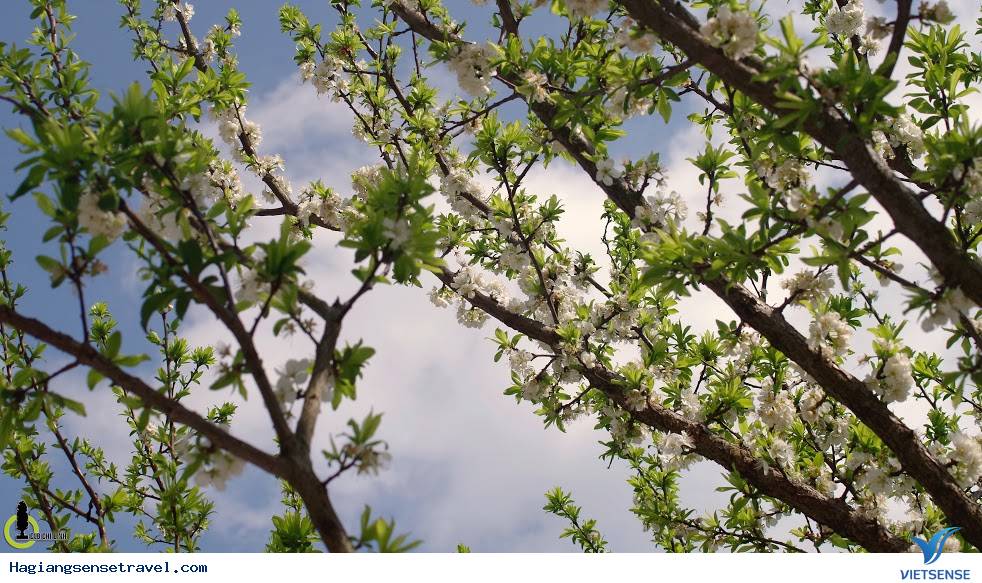 Mùa Xuân Đã Về Trên Cao Nguyên Hà Giang - Ảnh 1 Mùa Xuân Đã Về Trên Cao Nguyên Hà Giang - Ảnh 1