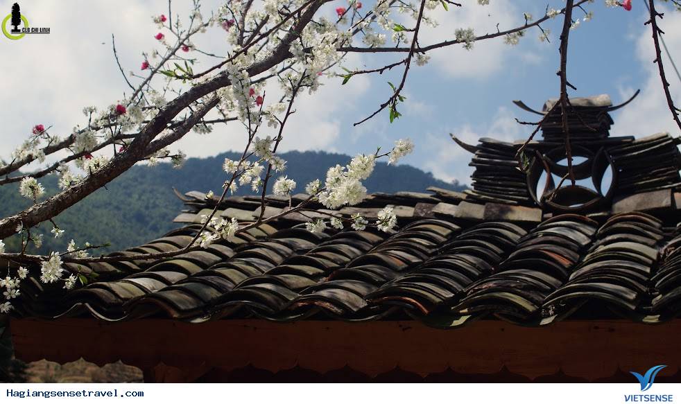 Mùa Xuân Đã Về Trên Cao Nguyên Hà Giang - Ảnh 7 Mùa Xuân Đã Về Trên Cao Nguyên Hà Giang - Ảnh 7