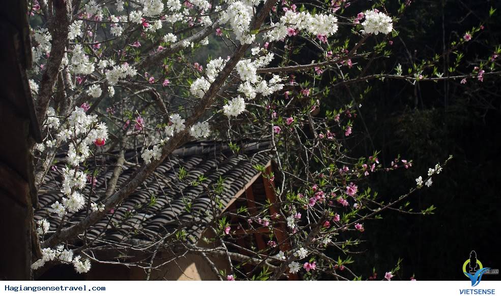 Mùa Xuân Đã Về Trên Cao Nguyên Hà Giang - Ảnh 2 Mùa Xuân Đã Về Trên Cao Nguyên Hà Giang - Ảnh 2
