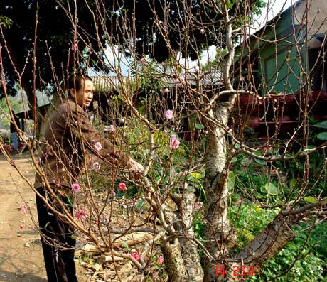 Muôn Sắc Hoa Chào Đón Ngày Xuân - Ảnh 1 Muôn Sắc Hoa Chào Đón Ngày Xuân - Ảnh 1