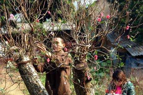 Muôn Sắc Hoa Chào Đón Ngày Xuân - Ảnh 5 Muôn Sắc Hoa Chào Đón Ngày Xuân - Ảnh 5