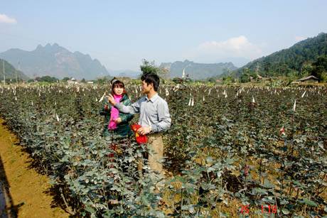 Muôn Sắc Hoa Chào Đón Ngày Xuân - Ảnh 9 Muôn Sắc Hoa Chào Đón Ngày Xuân - Ảnh 9