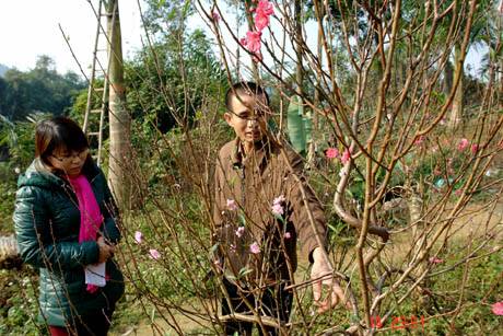 Muôn Sắc Hoa Chào Đón Ngày Xuân - Ảnh 2 Muôn Sắc Hoa Chào Đón Ngày Xuân - Ảnh 2