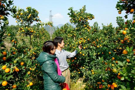 Muôn Sắc Hoa Chào Đón Ngày Xuân - Ảnh 6 Muôn Sắc Hoa Chào Đón Ngày Xuân - Ảnh 6