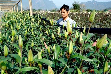 Muôn Sắc Hoa Chào Đón Ngày Xuân - Ảnh 8 Muôn Sắc Hoa Chào Đón Ngày Xuân - Ảnh 8