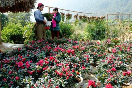 Muôn Sắc Hoa Chào Đón Ngày Xuân - Ảnh 7 Muôn Sắc Hoa Chào Đón Ngày Xuân - Ảnh 7