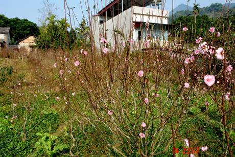 Muôn Sắc Hoa Chào Đón Ngày Xuân - Ảnh 4 Muôn Sắc Hoa Chào Đón Ngày Xuân - Ảnh 4